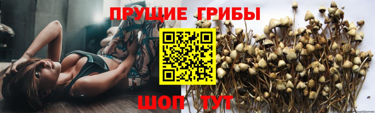 купить наркотик  Вход с VPN  Подольск  Галлюциногенные грибы MAGIC MUSHROOMS 